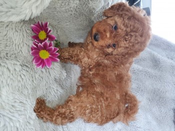 Toy Poodles puppies
