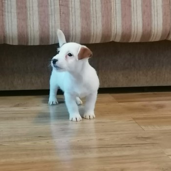 Jack Russell Puppies Miniature