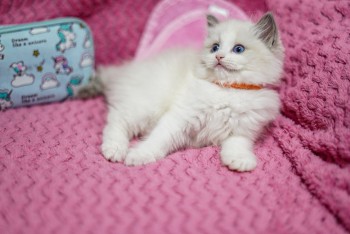 Beautiful Ragdoll Kittens Available
