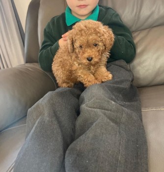Purebred Toy Poodle Puppies for sale
