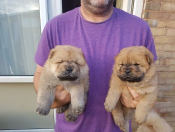 Extra Chaming Chow Chow Puppies