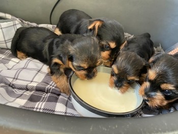 Yorkshire Terrier puppies 