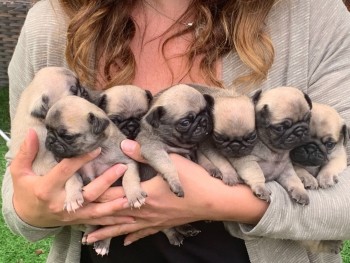  Gorgeous Pug  puppies 