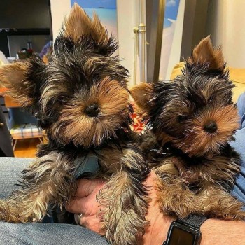 Yorkies Puppies For Sale