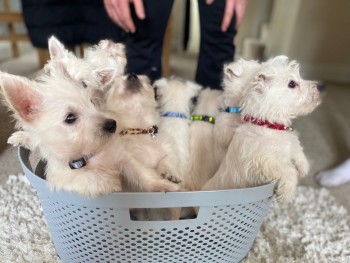West Highland Terrier  Puppies