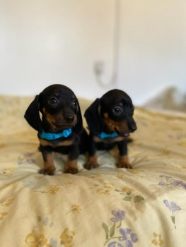 Dachshund puppies ready