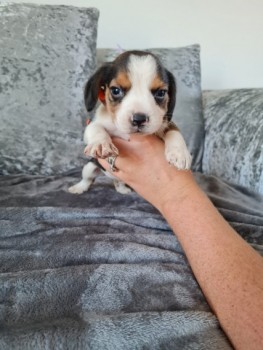 Beagle Puppies available now for sale.