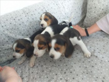 Beagle Puppies available now for sale.