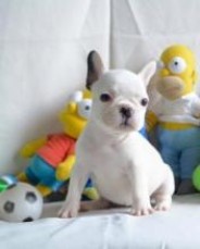 White French Bulldogs Ready To Leave Now