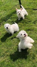 Stunning West Highland White Pups
