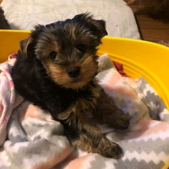 Yorkie Terrier puppies for sale 