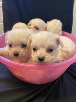 Adorable Maltese Puppies
