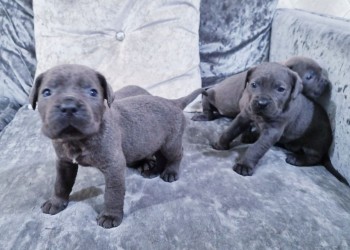 Cane Corso  Puppies