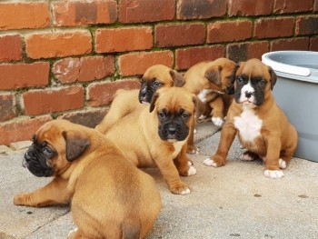 Boxer  Puppies