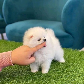 i have two pomeranain puppies for sale.