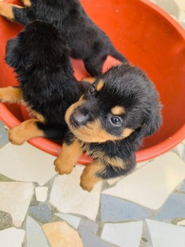 Quality Rottweiler Puppies
