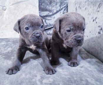 Stunning Cane Corso Pups