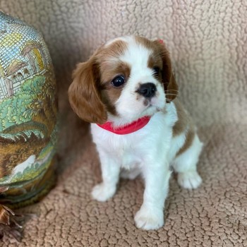 Cavalier King Charles Puppy for sale 