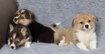 Gorgeous Pembrokeshire Corgi Puppies
