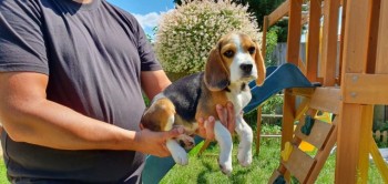 3 Lovely Beagle Puppies