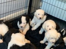 Old English Sheepdog Puppies for sale.