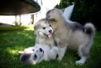 Alaskan Malamute puppies available now