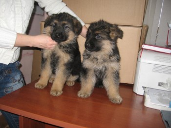 German Shepherd puppies for adoption.