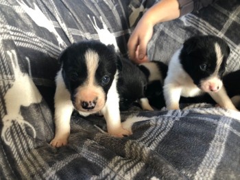 Cute Border Collie Puppies Available Now