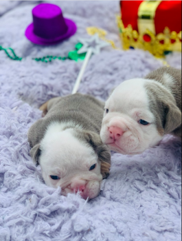 English Bulldog Puppy for sale  text to 