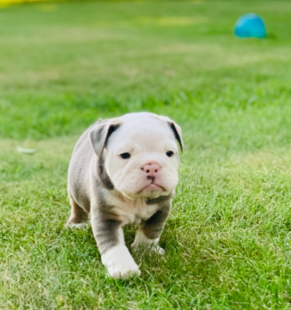 English Bulldog Puppy for sale 
