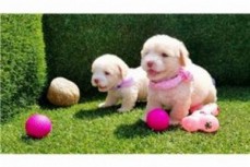 Maltipoo puppies Available