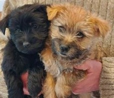 Registered Cairn puppies for sale