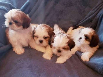 Cute  Shih Tzu Puppies 