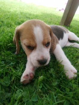 12 Week-old Beagle Puppy For Rehome