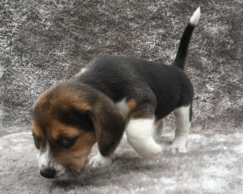 Beauties Of Male And Female Beagle Puppi