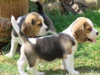 Kc Bloodline Champion Beagle Puppies