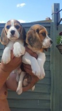  13 Champion Show Quality Beagles