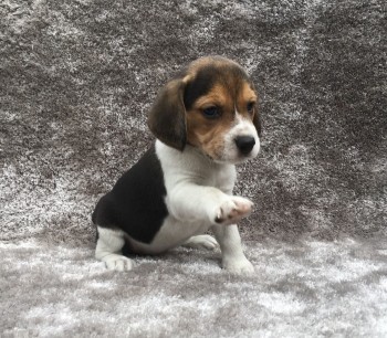 Stunning Kc Registered Beagle puppies 