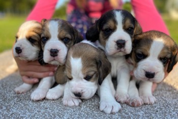 Beagle Pups - Please Read