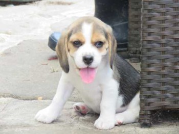 Lovely Beagle X Boy Looking For Forever 