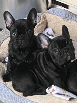 Chunky Healthy Blue Frenchie's Babies