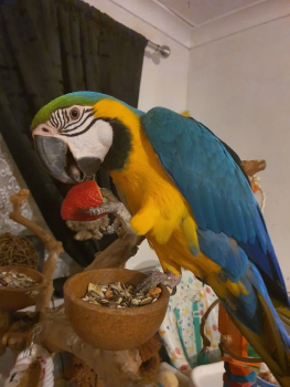Gorgeous Blue & Gold Boy Macaw. 18 Month