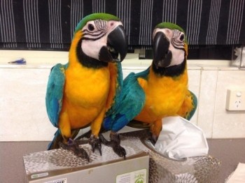  26 Tame And Talking Blue And Gold Macaw