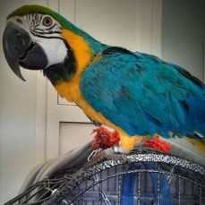 Gorgeous Blue & Gold Macaw