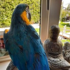 Gorgeous Blue & Gold Boy Macaw. 18 Month