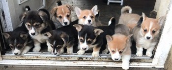 Corgi Puppies ready to join your family.