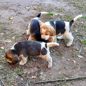 Friendly Beagle Puppies
