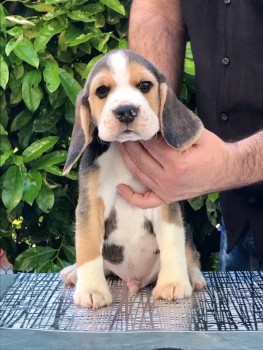 Sweet Beagle Puppies For Sale