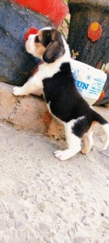 Clean Beagle Puppies For Sale