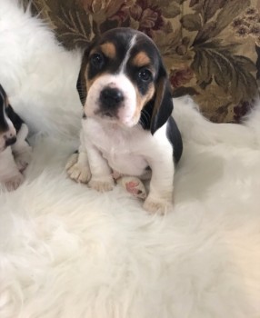 Playful Beagle Puppies For Sale